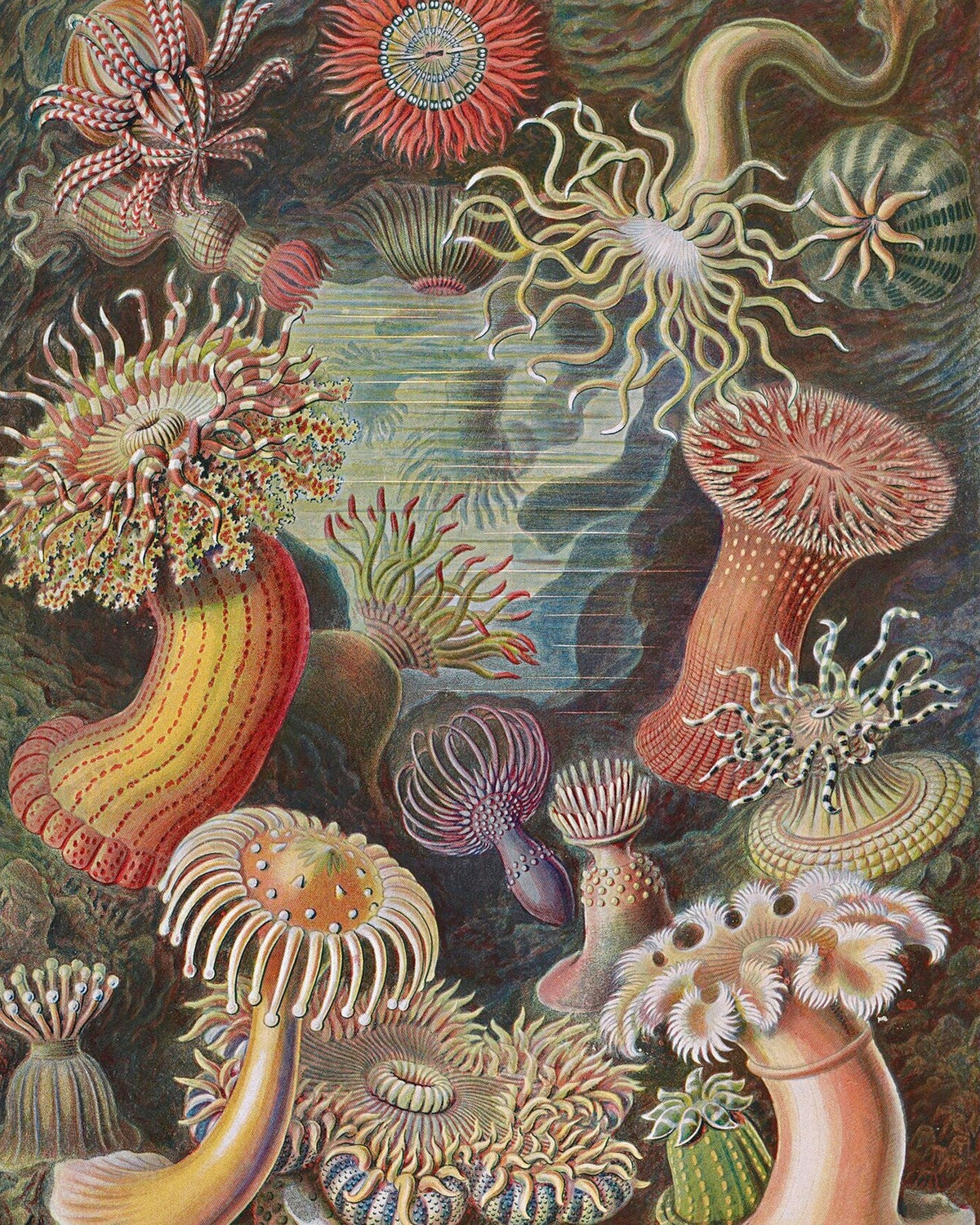Vintage Botanical collection