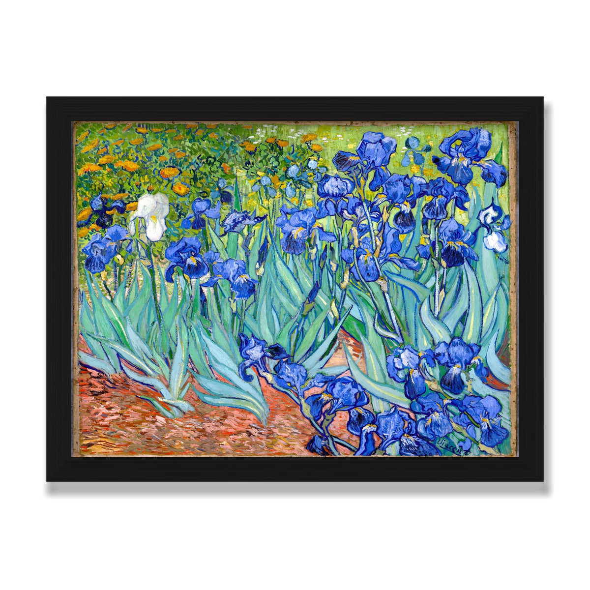 Irises, 12 × 16 in, Black Oak frame