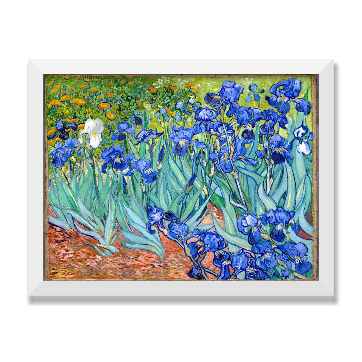 Irises, 12 × 16 in, White Satin frame