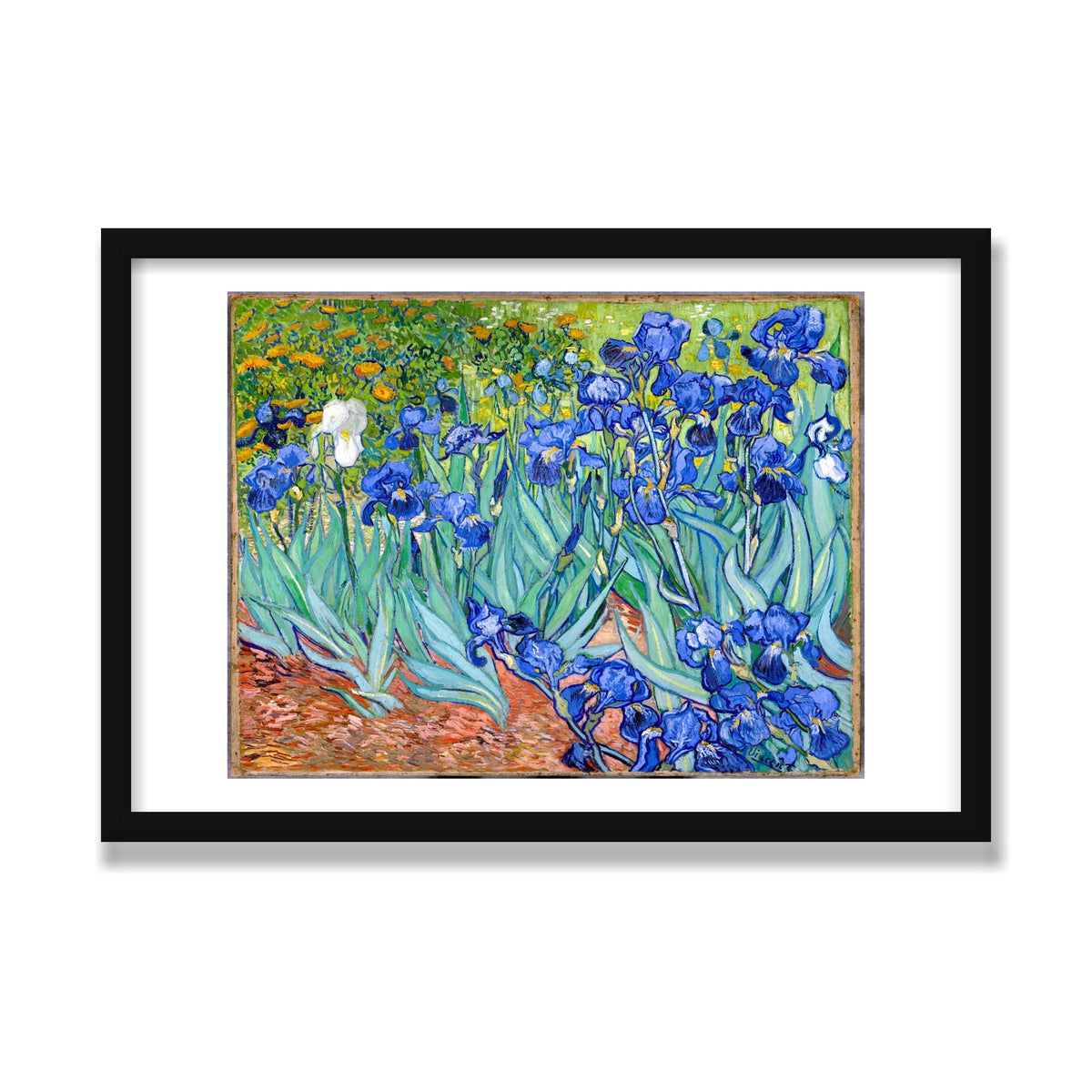 Irises, 16 × 24 in, Black Satin frame