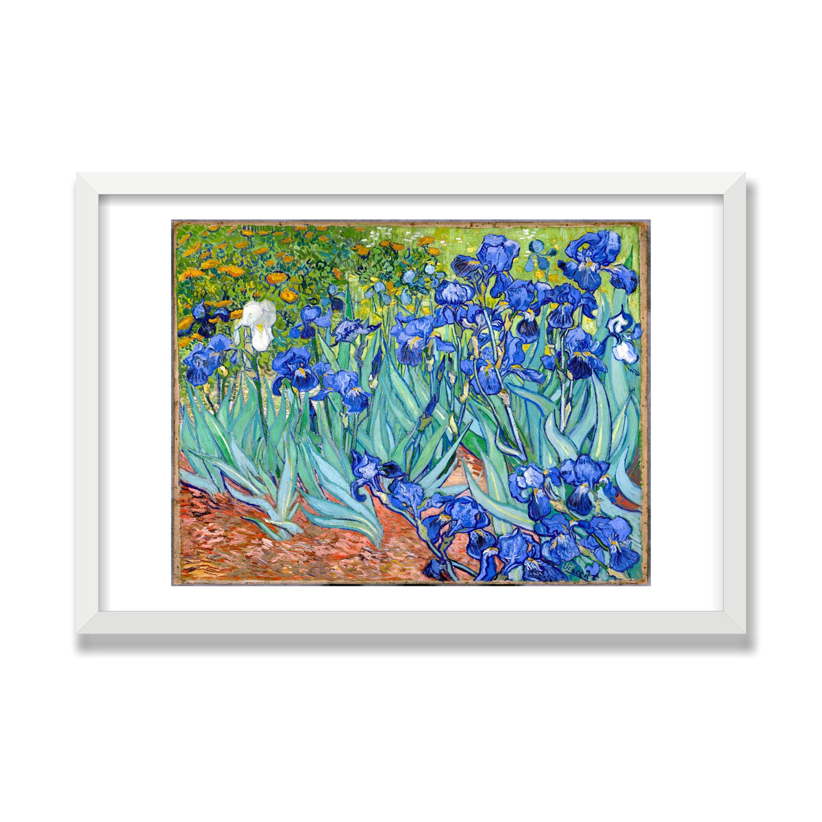 Irises, 16 × 24 in, White Satin frame