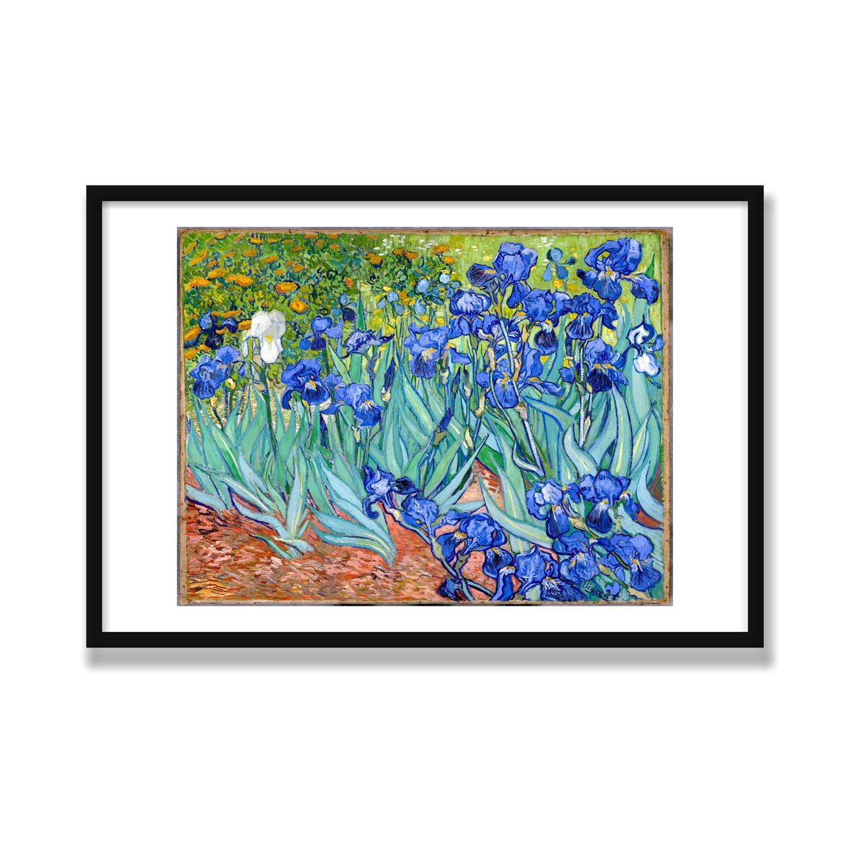 Irises, 24 × 36 in, Black Satin frame