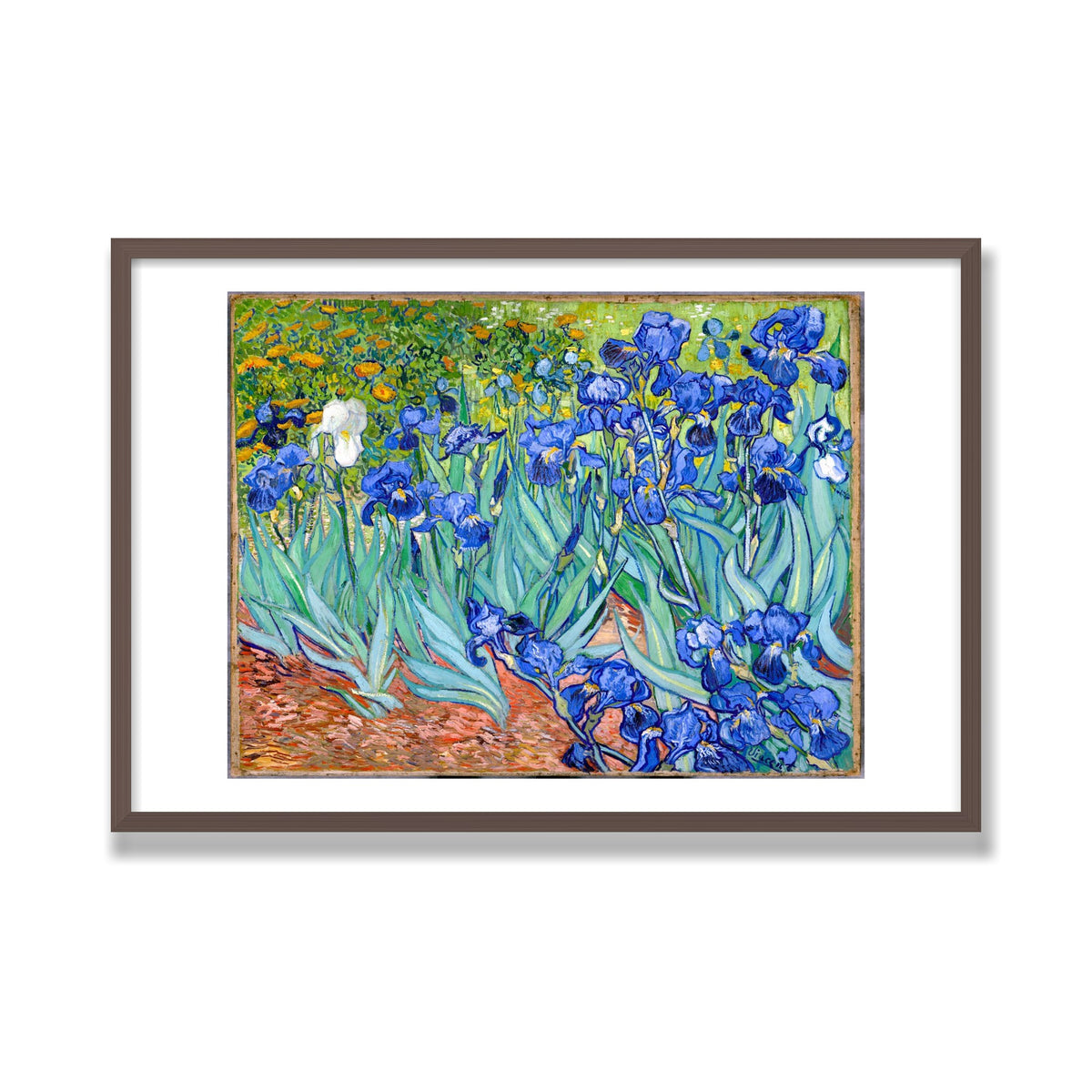 Irises, 24 × 36 in, Walnut frame