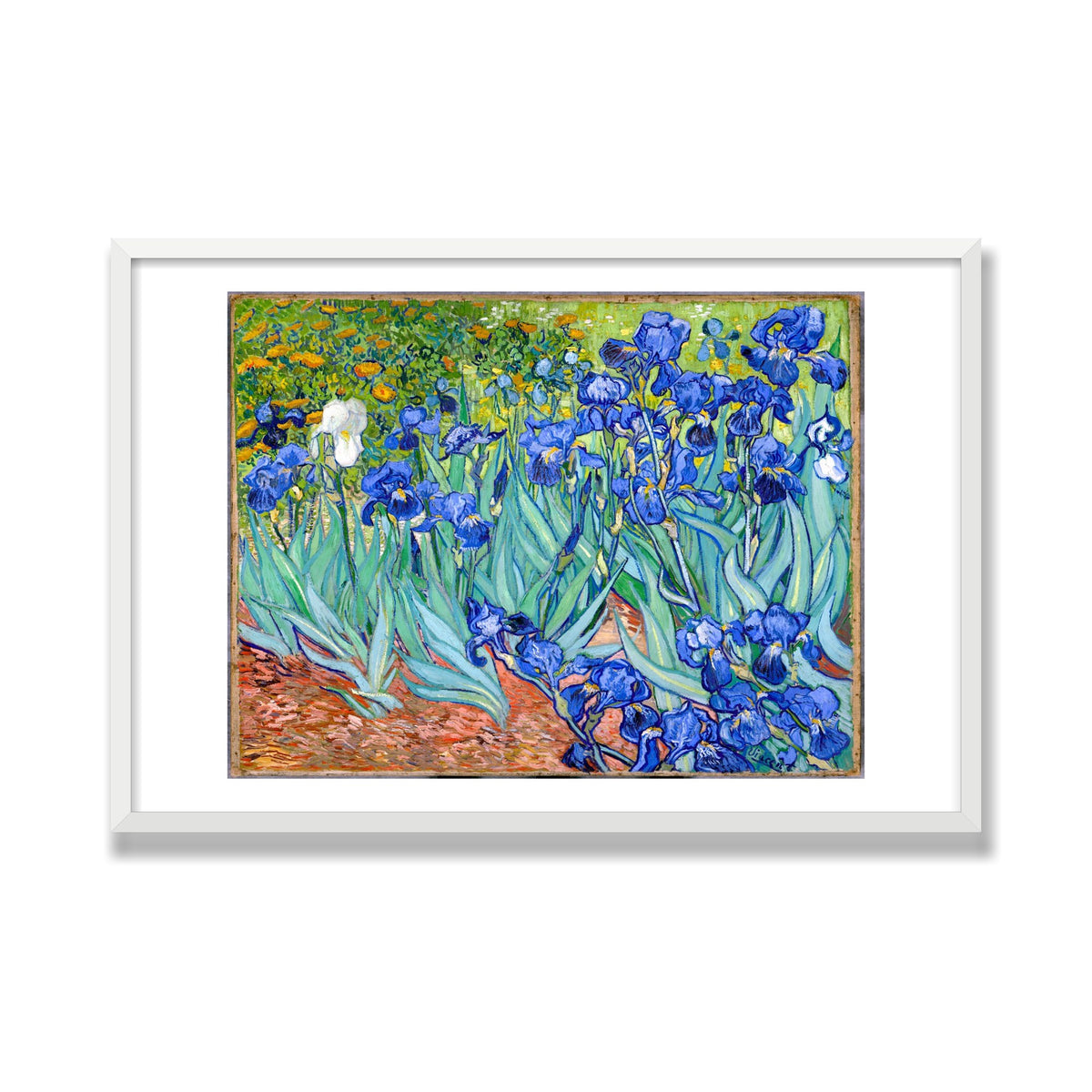 Irises, 24 × 36 in, White Satin frame