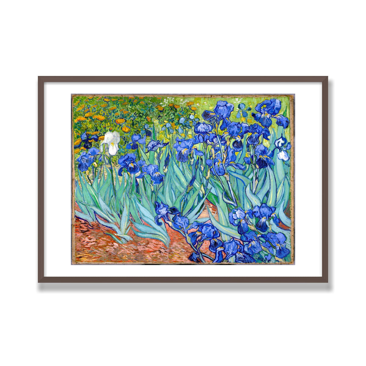 Irises, 28 × 40 in, Walnut frame