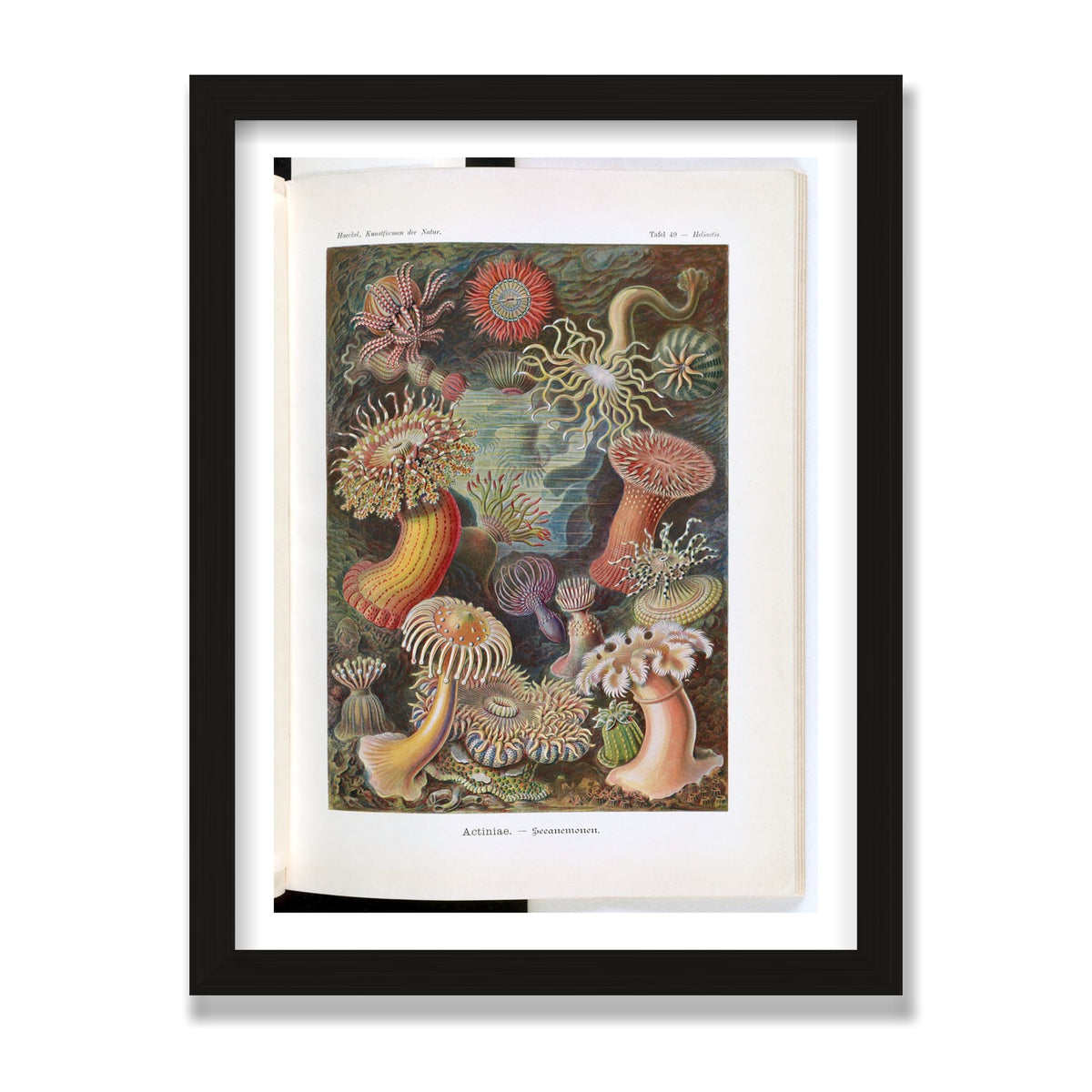 Actiniae (Art Forms in Nature), 12 × 16 in, Black Oak frame