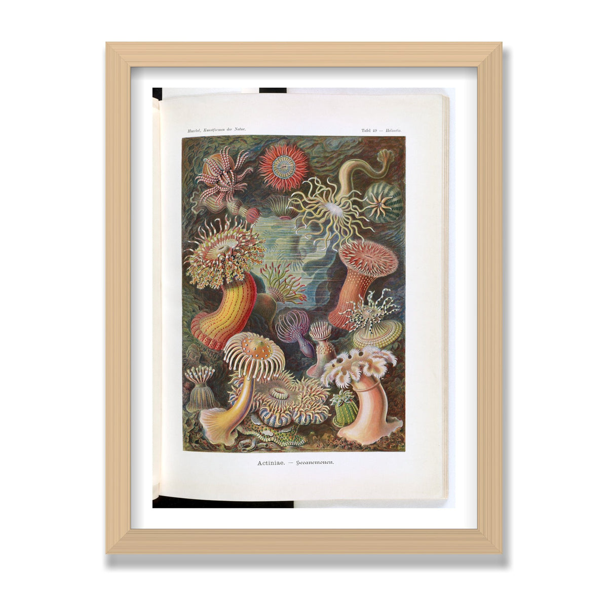 Actiniae (Art Forms in Nature), 12 × 16 in, Natural Oak frame