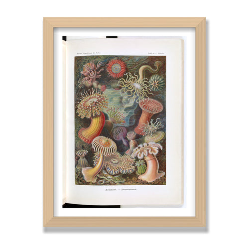 Actiniae (Art Forms in Nature), 12 × 16 in, Natural Oak frame