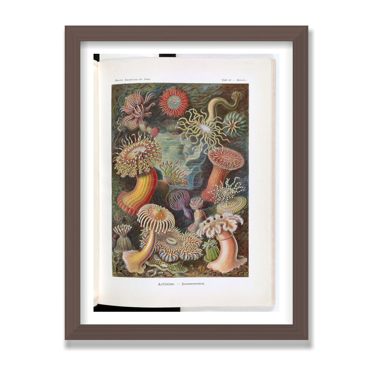Actiniae (Art Forms in Nature), 12 × 16 in, Walnut frame