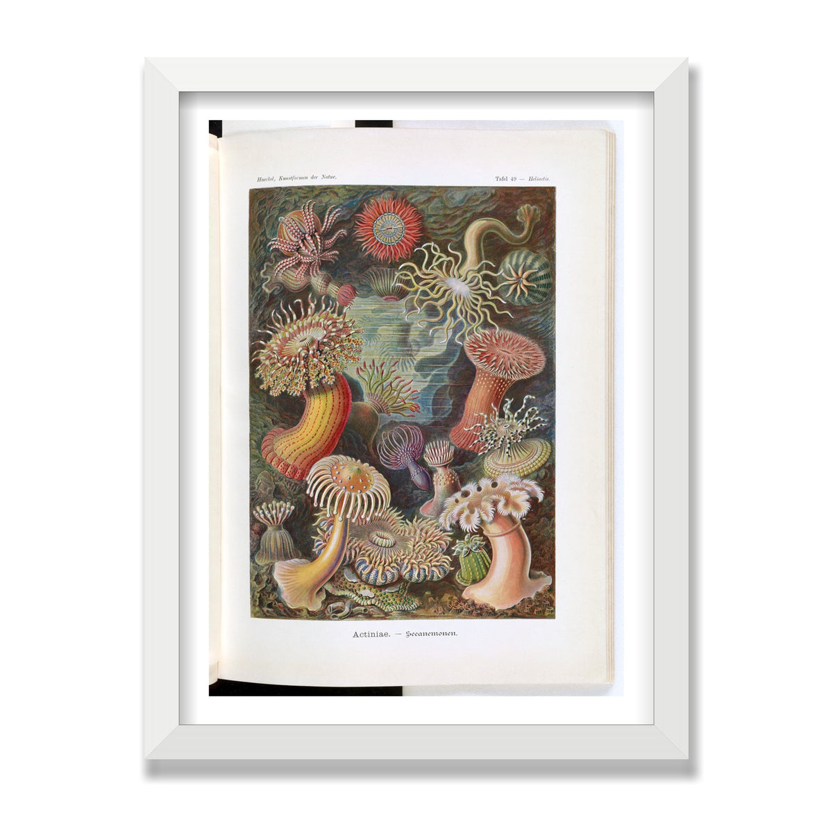 Actiniae (Art Forms in Nature), 12 × 16 in, White Satin frame
