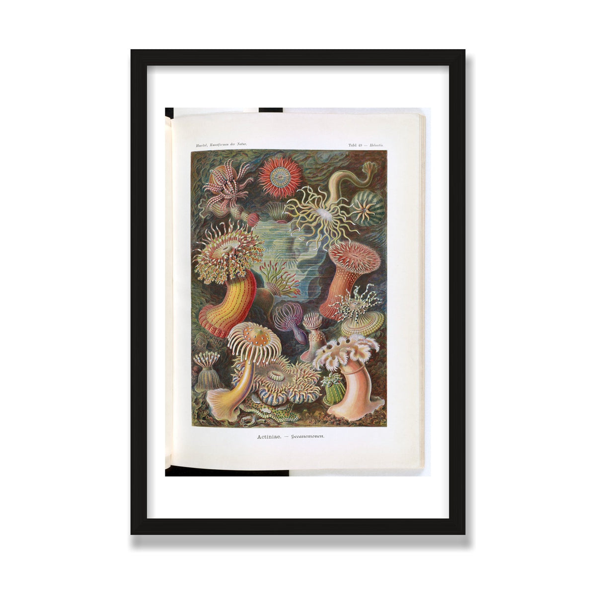Actiniae (Art Forms in Nature), 16 × 24 in, Black Oak frame