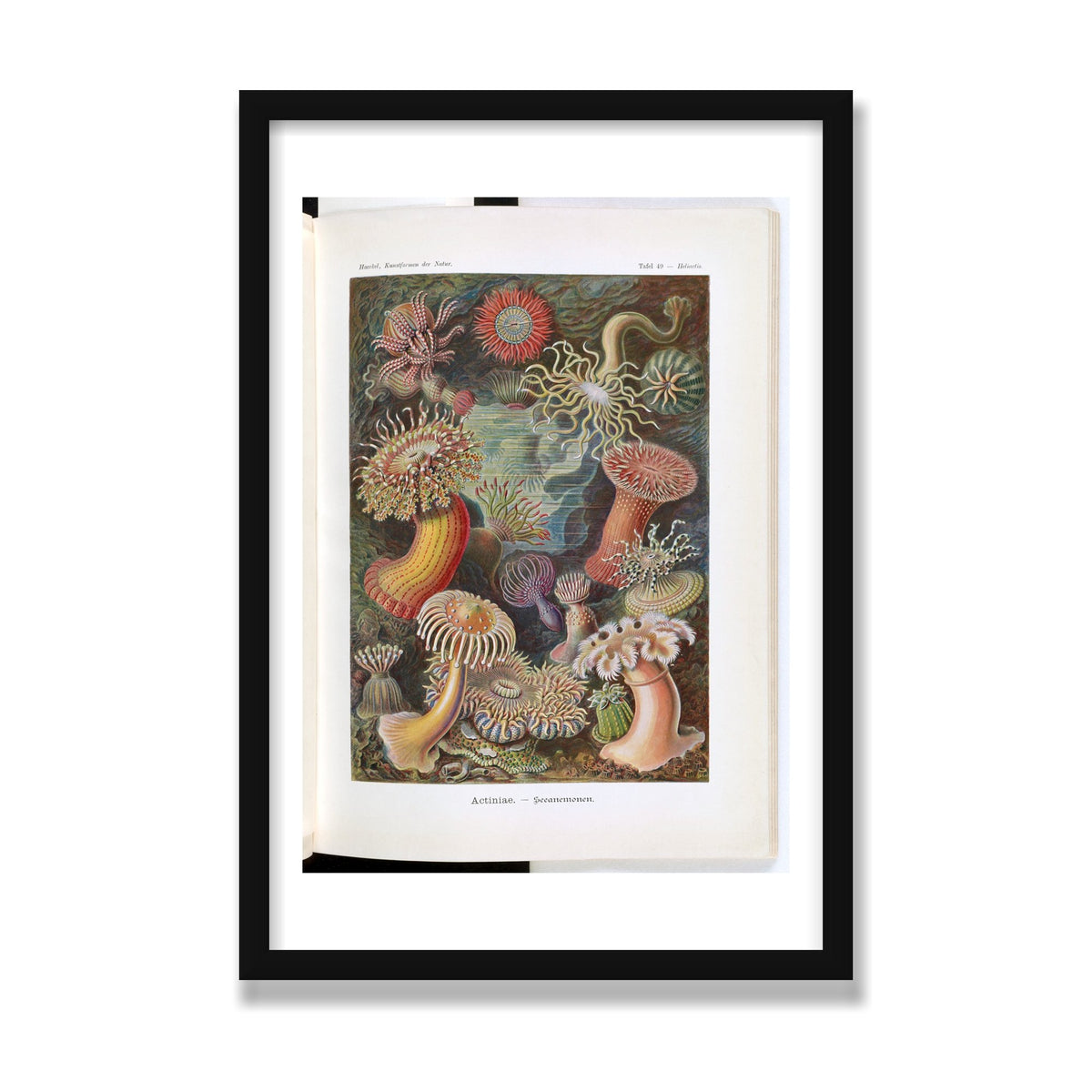Actiniae (Art Forms in Nature), 16 × 24 in, Black Satin frame