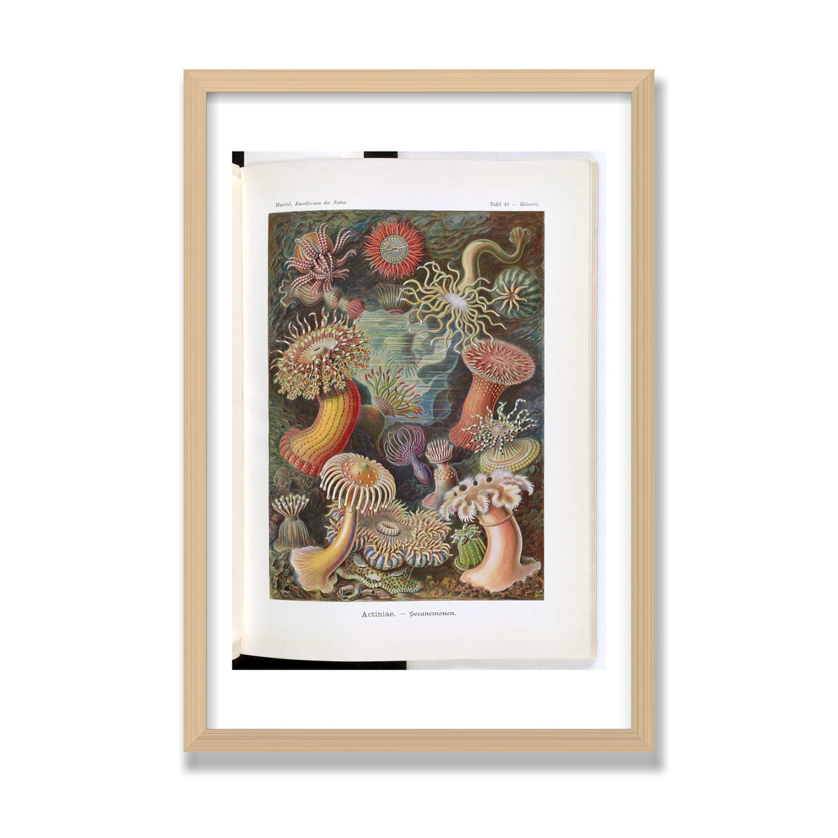 Actiniae (Art Forms in Nature), 16 × 24 in, Natural Oak frame