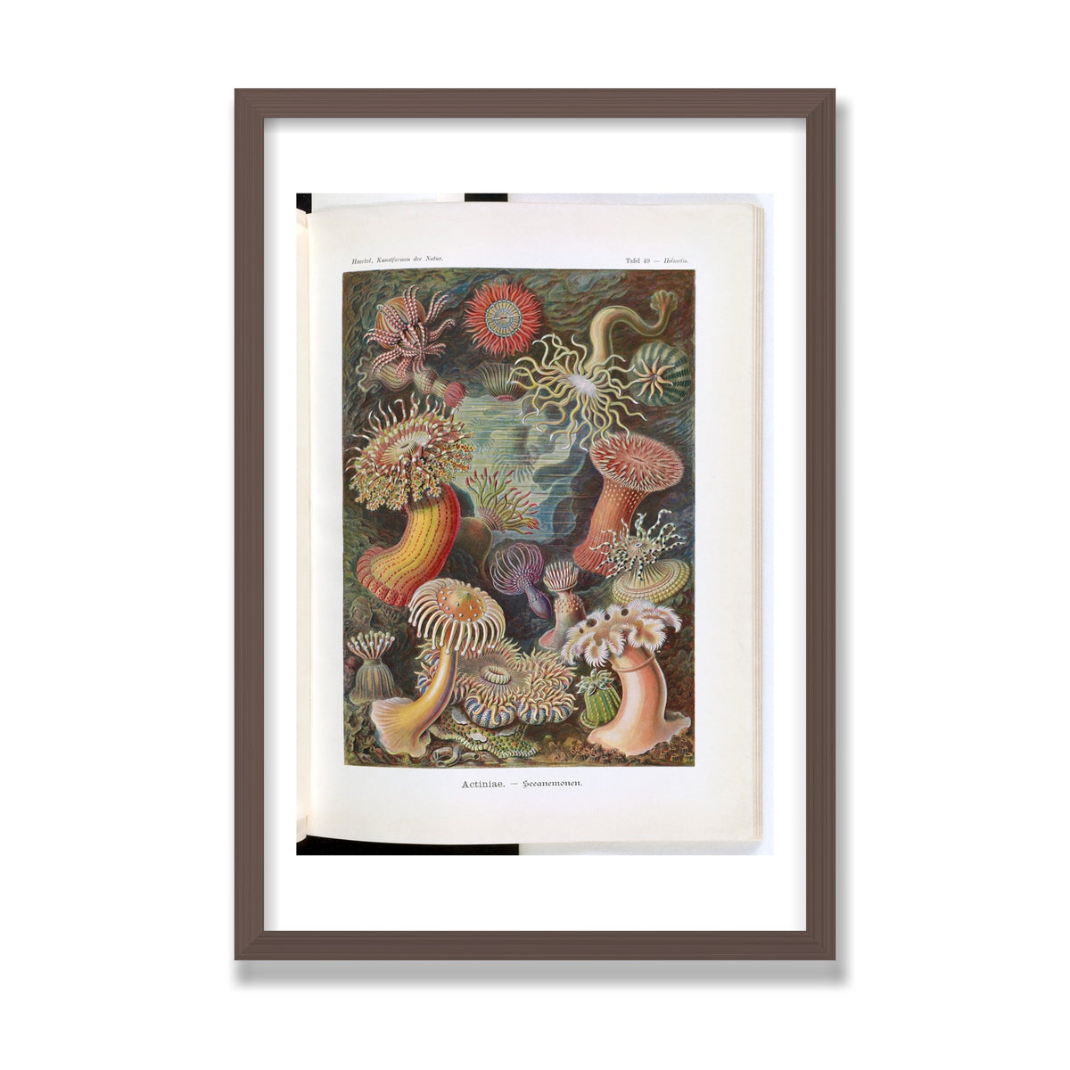 Actiniae (Art Forms in Nature), 16 × 24 in, Walnut frame