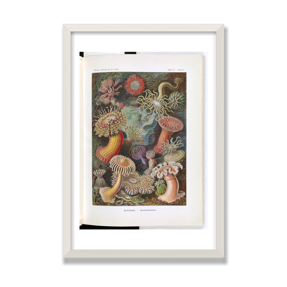 Actiniae (Art Forms in Nature), 16 × 24 in, White Oak frame