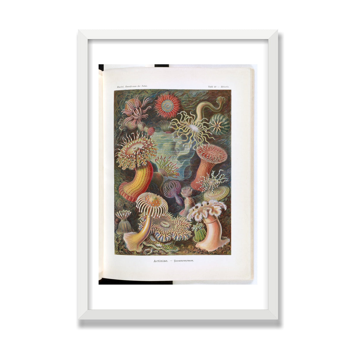 Actiniae (Art Forms in Nature), 16 × 24 in, White Satin frame