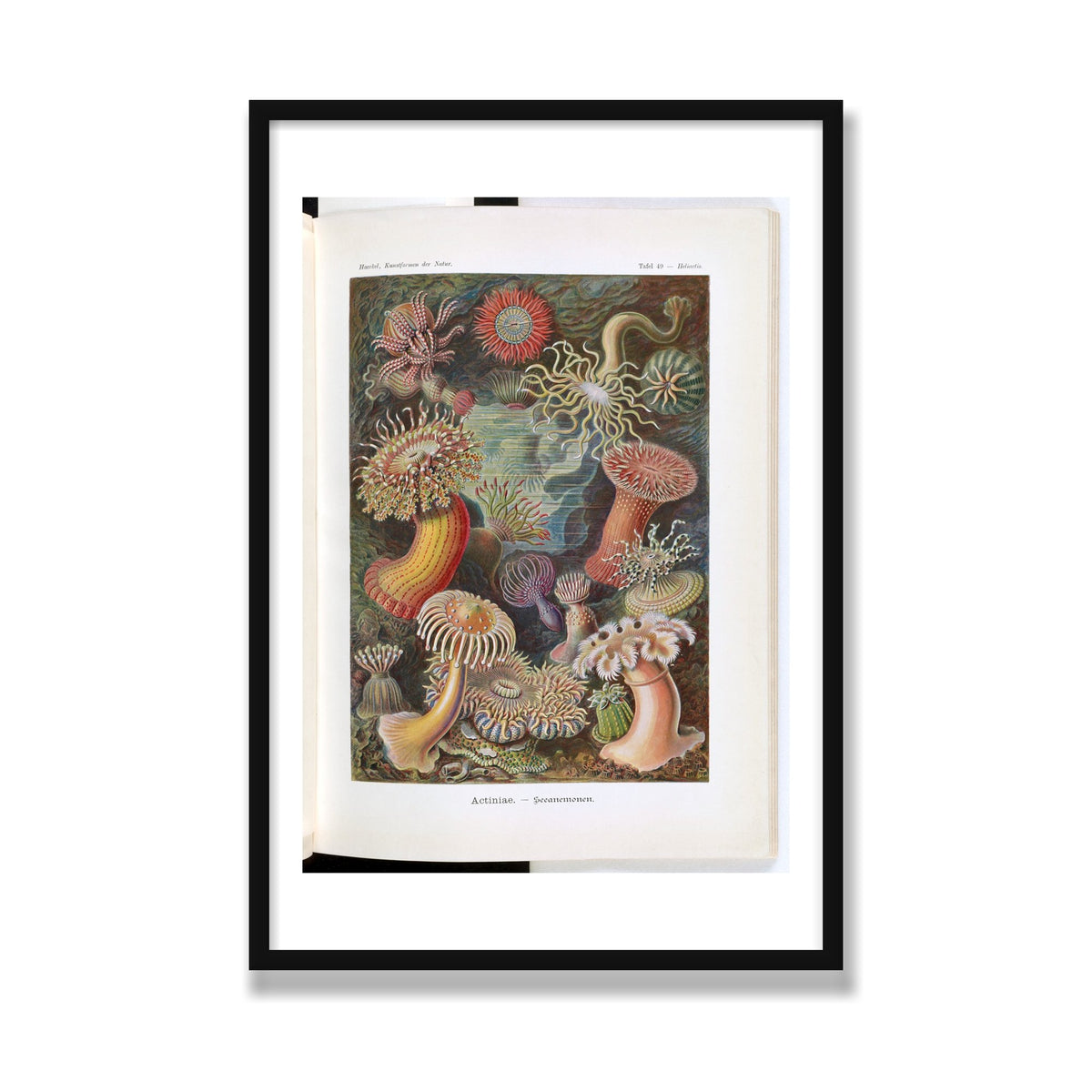 Actiniae (Art Forms in Nature), 24 × 36 in, Black Satin frame