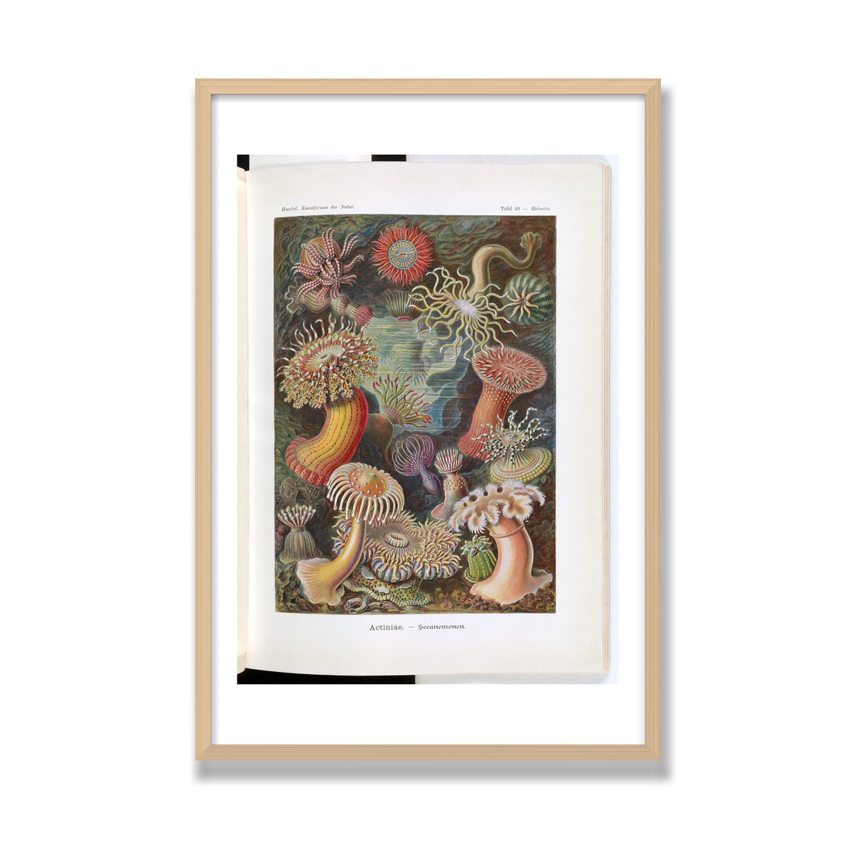 Actiniae (Art Forms in Nature), 24 × 36 in, Natural Oak frame