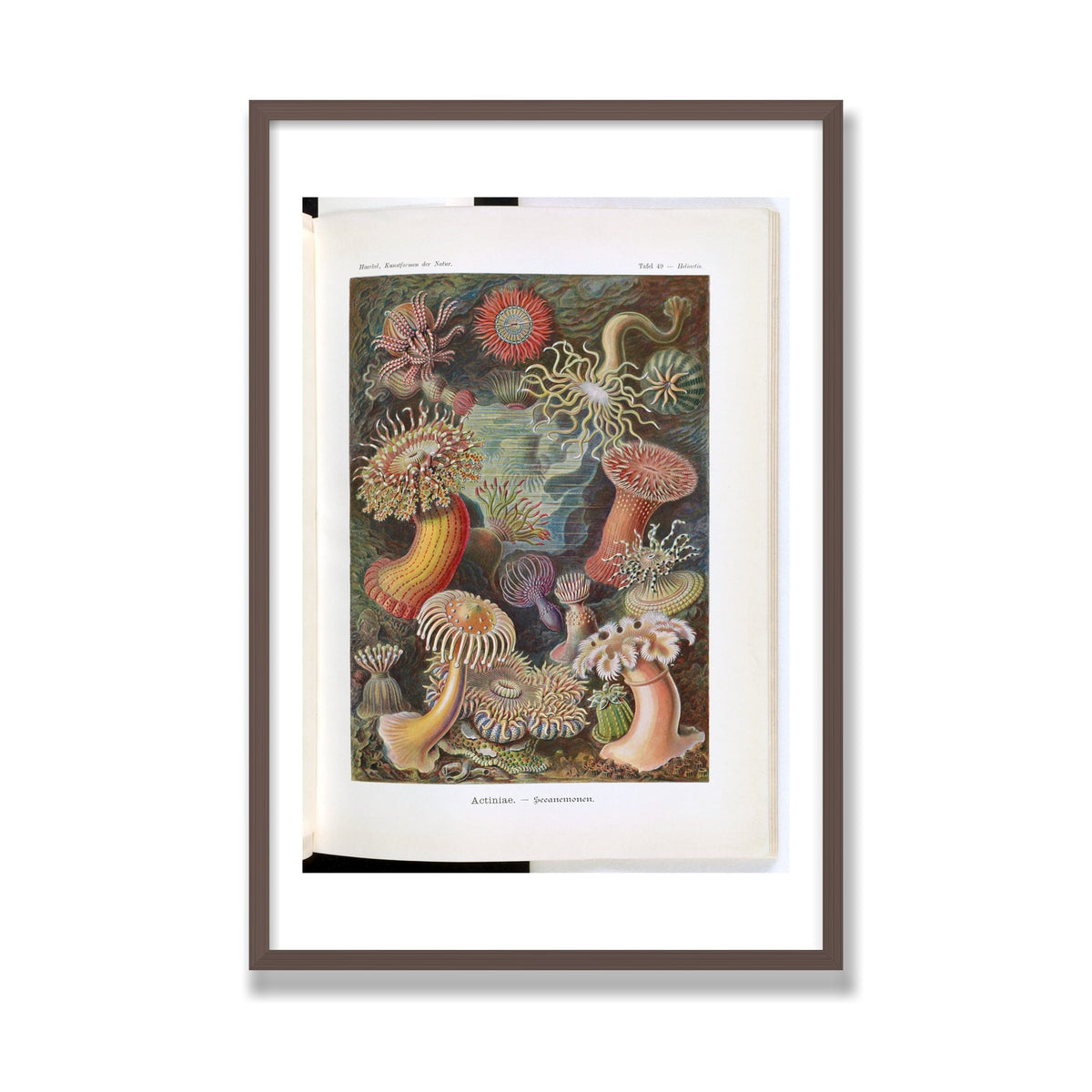 Actiniae (Art Forms in Nature), 24 × 36 in, Walnut frame