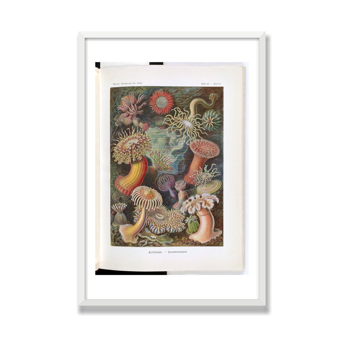 Actiniae (Art Forms in Nature), 24 × 36 in, White Satin frame