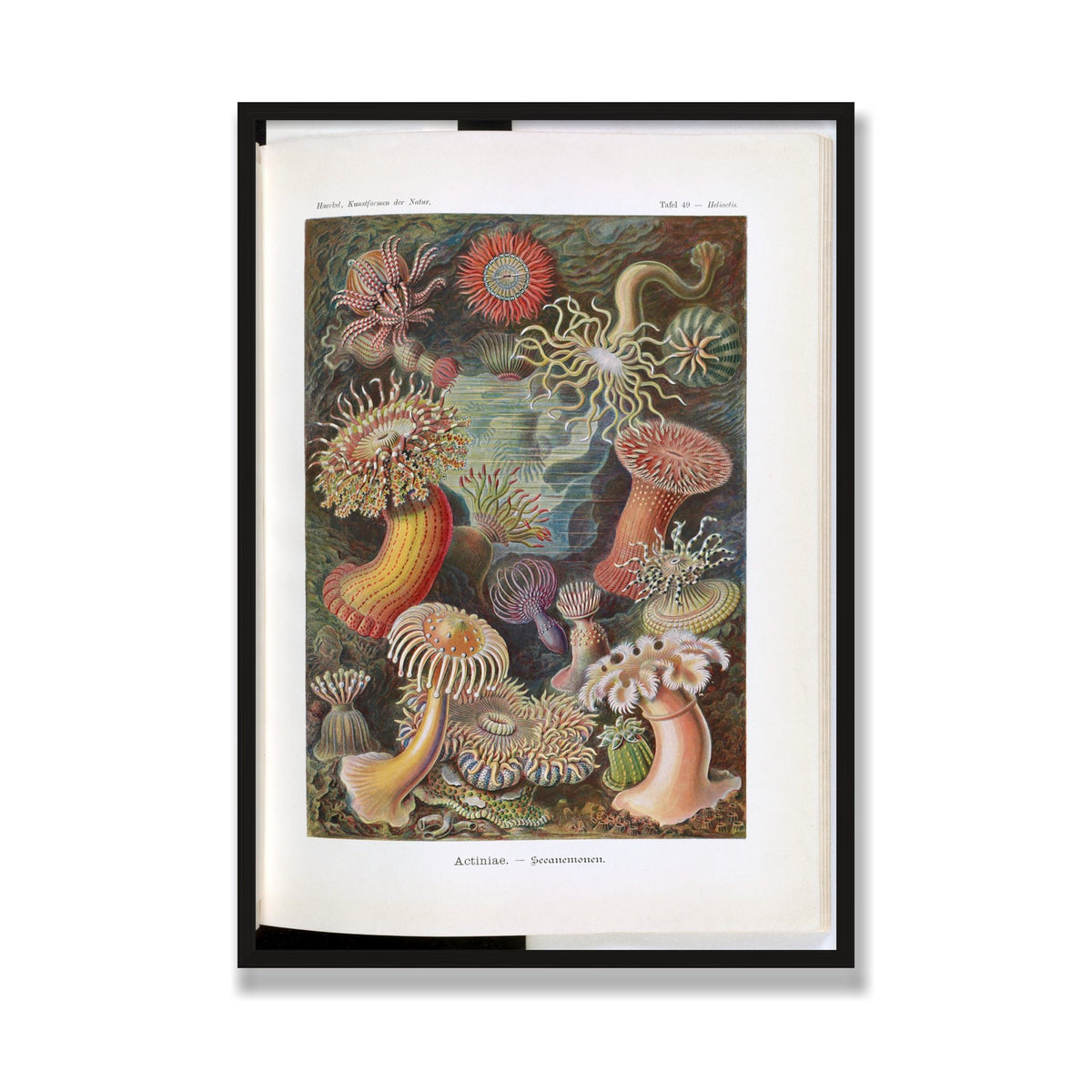 Actiniae (Art Forms in Nature), 28 × 40 in, Black Oak frame