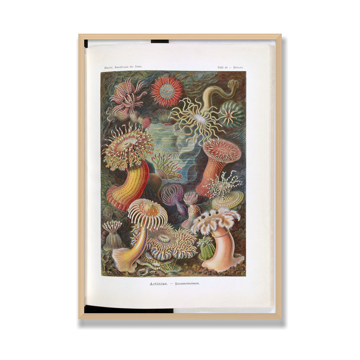 Actiniae (Art Forms in Nature), 28 × 40 in, Natural Oak frame