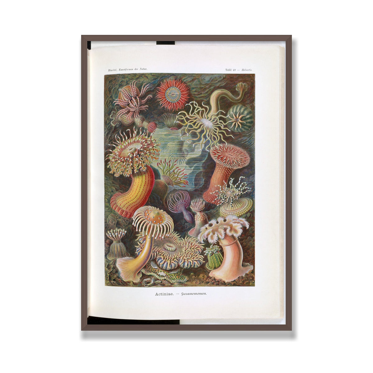 Actiniae (Art Forms in Nature), 28 × 40 in, Walnut frame