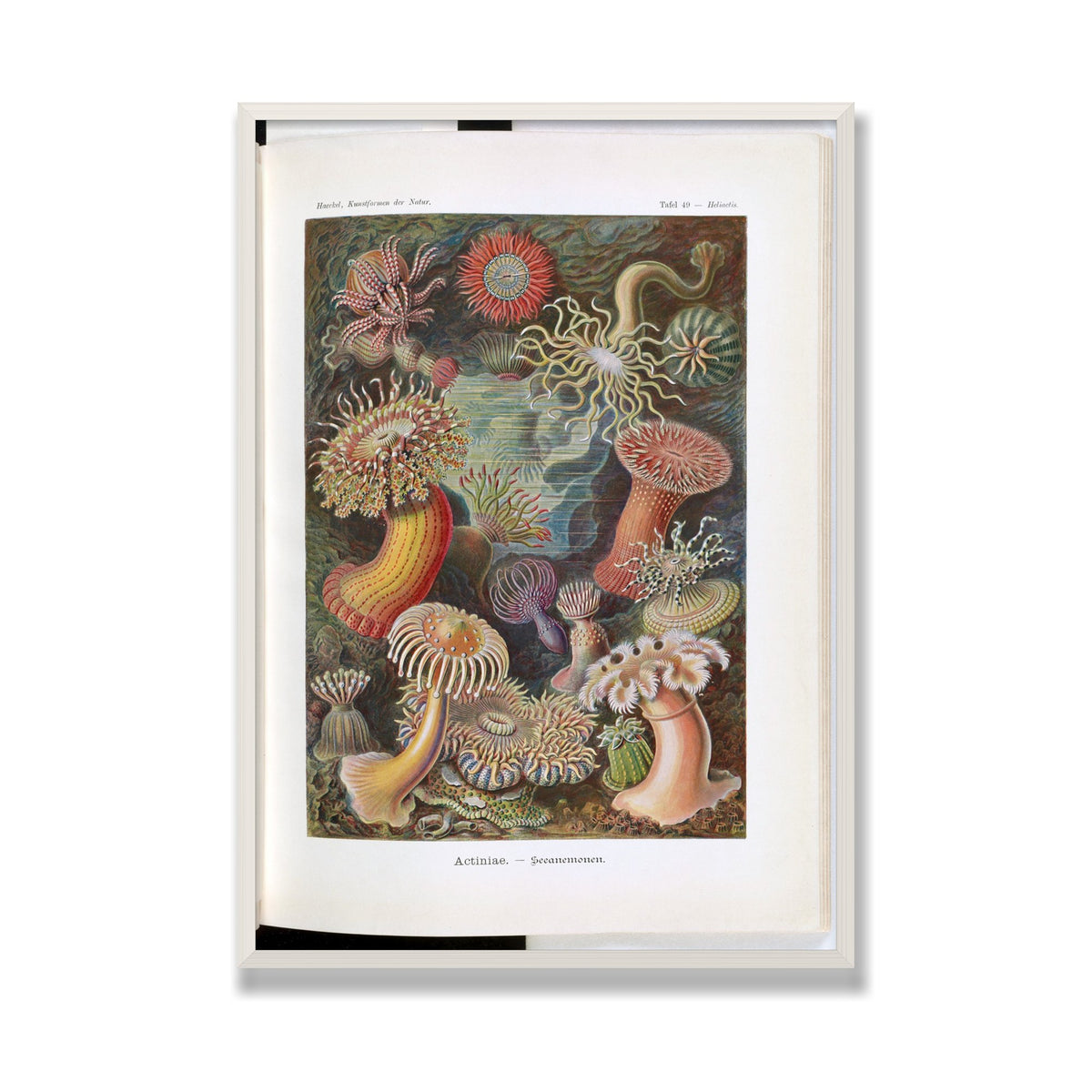 Actiniae (Art Forms in Nature), 28 × 40 in, White Oak frame