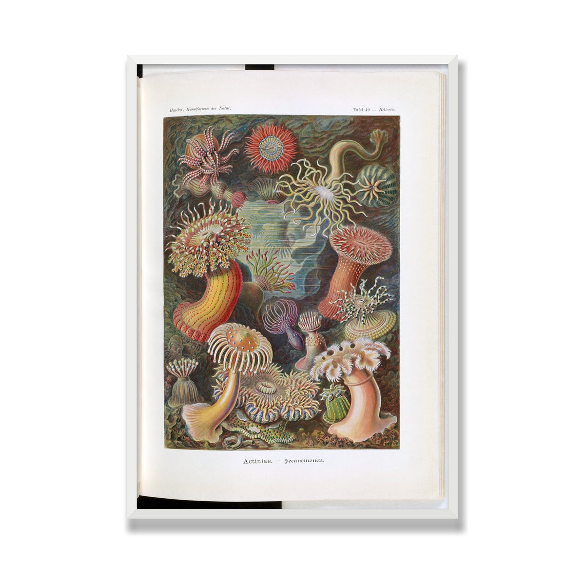 Actiniae (Art Forms in Nature), 28 × 40 in, White Satin frame