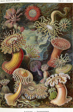 Actiniae (Art Forms in Nature), unframed artwork