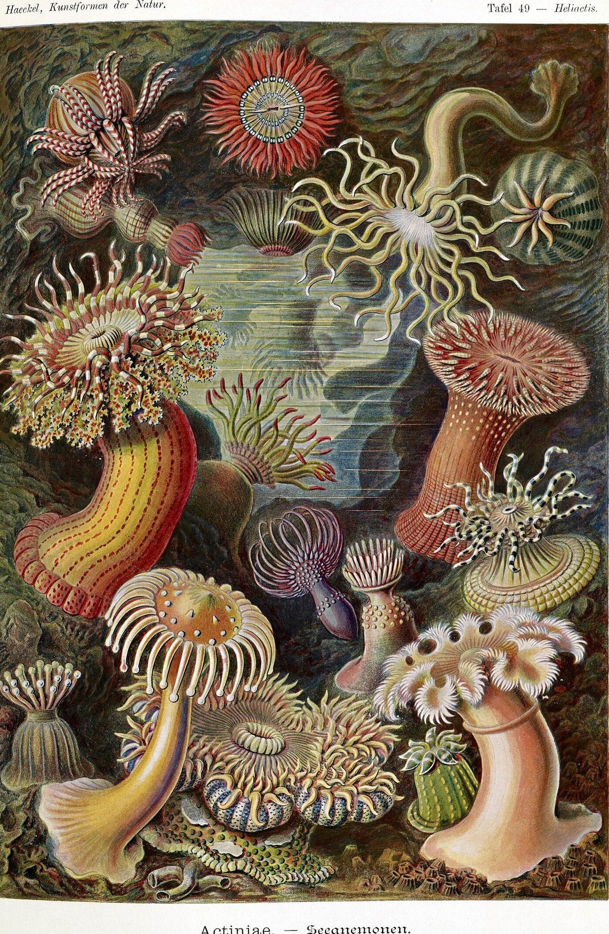 Actiniae (Art Forms in Nature), unframed artwork