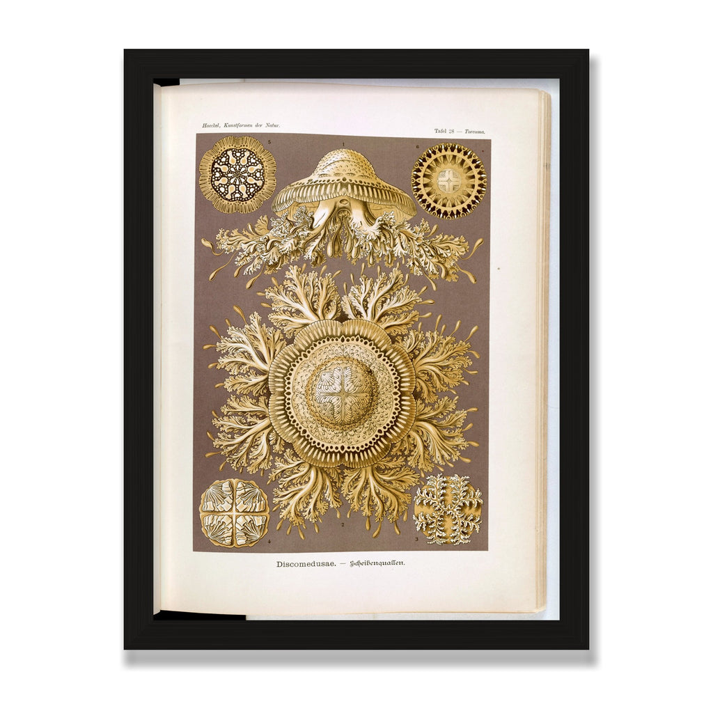 Discomedusae (Art Forms in Nature), 12 × 16 in, Black Oak frame