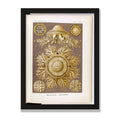 Discomedusae (Art Forms in Nature), 12 × 16 in, Black Oak frame