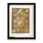 Discomedusae (Art Forms in Nature), 12 × 16 in, Black Oak frame