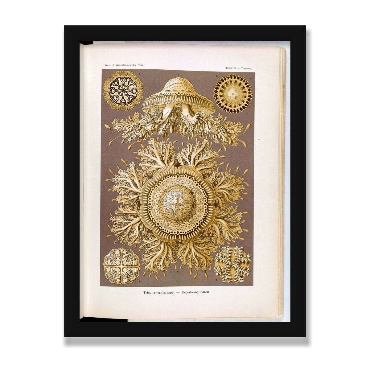 Discomedusae (Art Forms in Nature), 12 × 16 in, Black Satin frame