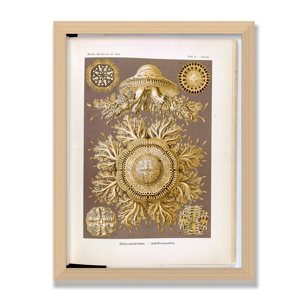 Discomedusae (Art Forms in Nature), 12 × 16 in, Natural Oak frame