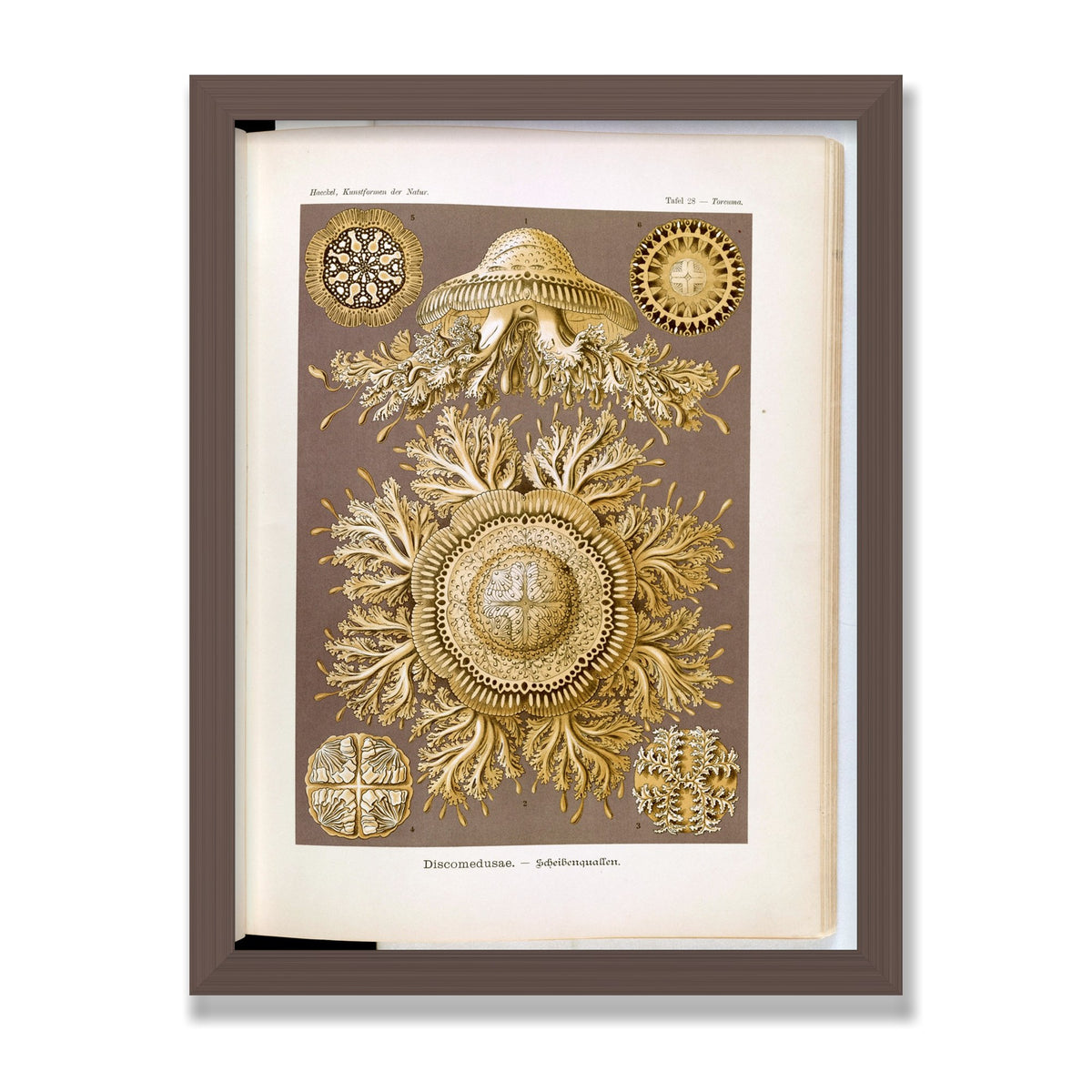 Discomedusae (Art Forms in Nature), 12 × 16 in, Walnut frame