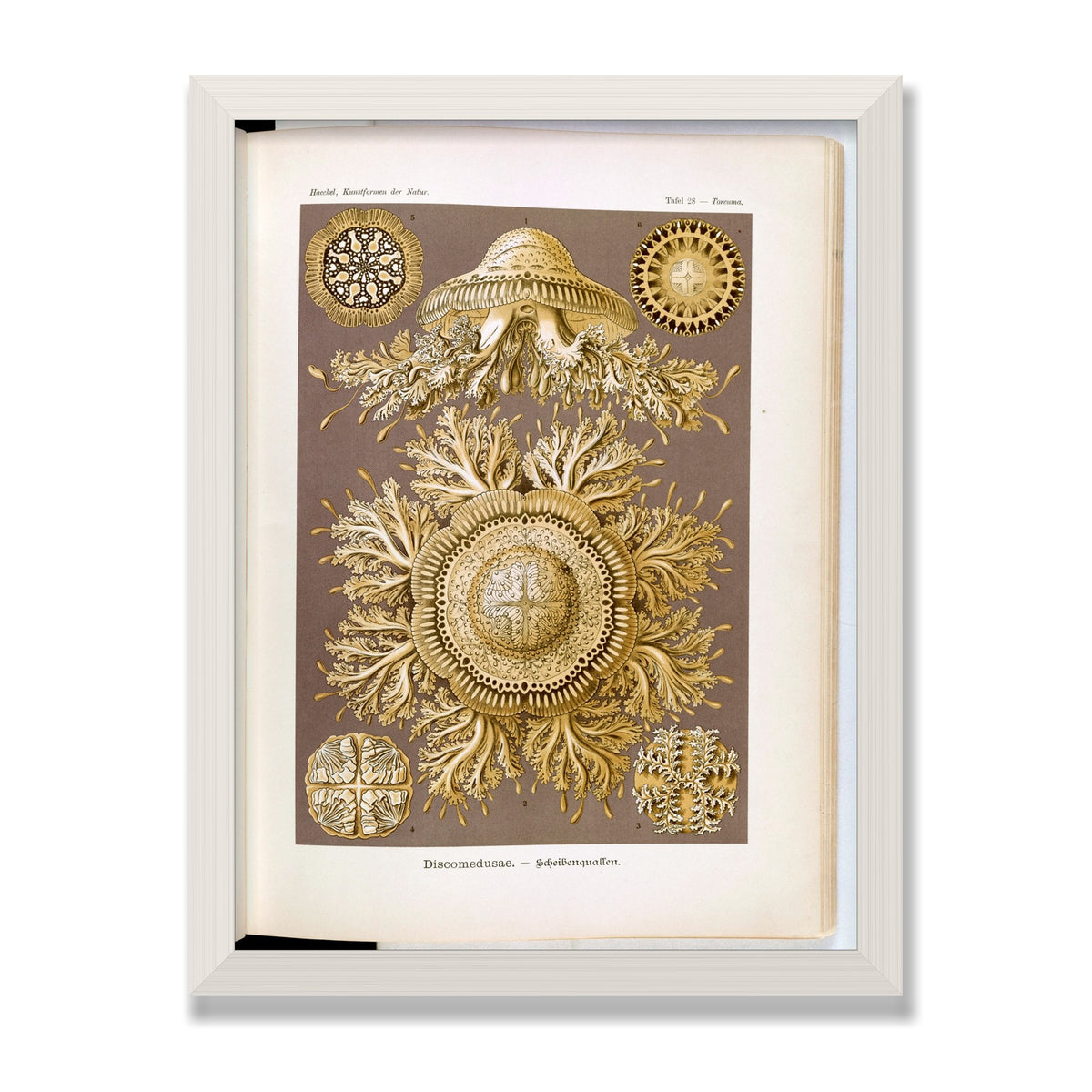 Discomedusae (Art Forms in Nature), 12 × 16 in, White Oak frame