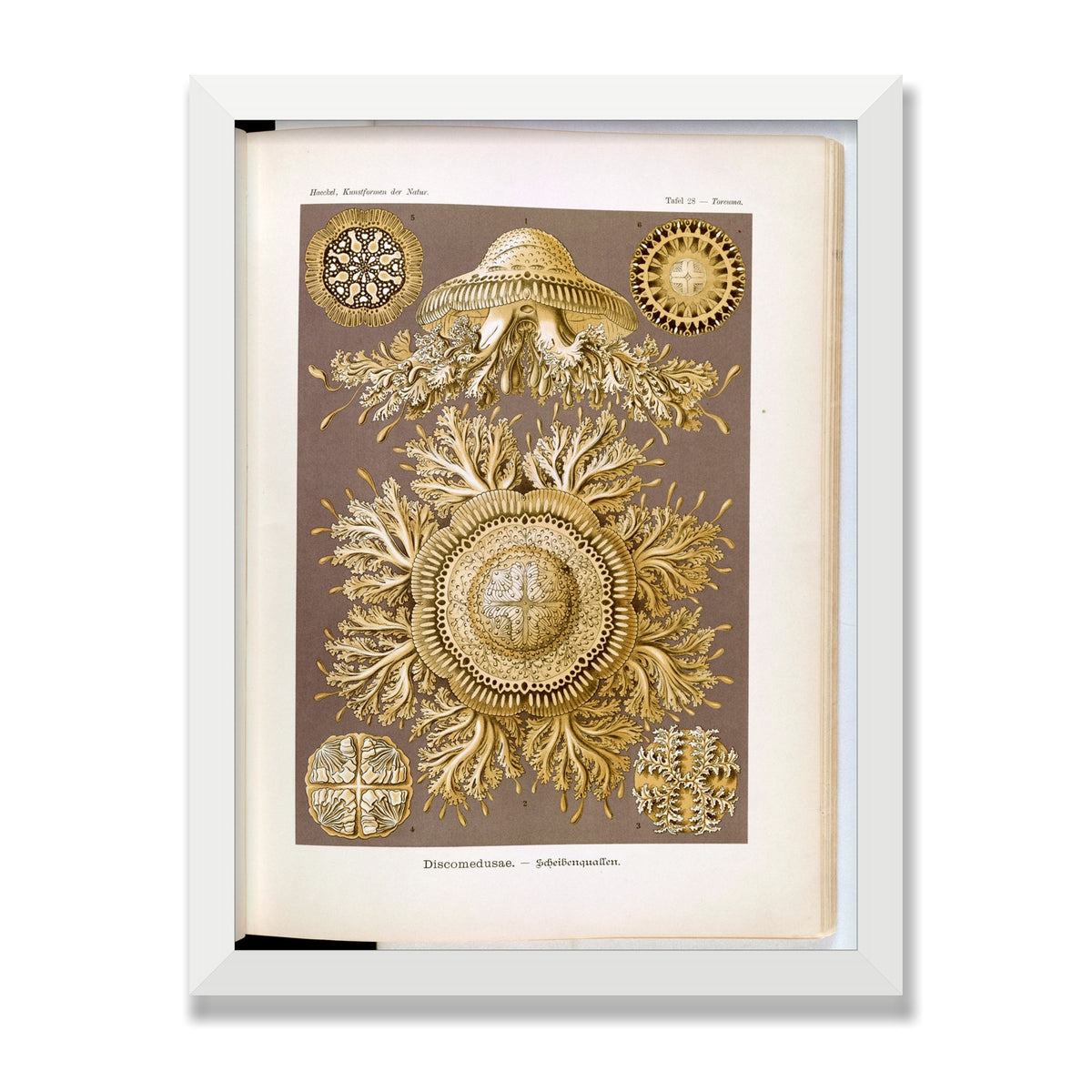 Discomedusae (Art Forms in Nature), 12 × 16 in, White Satin frame