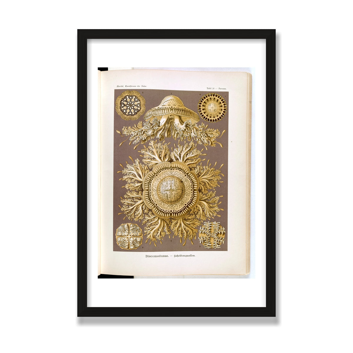 Discomedusae (Art Forms in Nature), 16 × 24 in, Black Oak frame