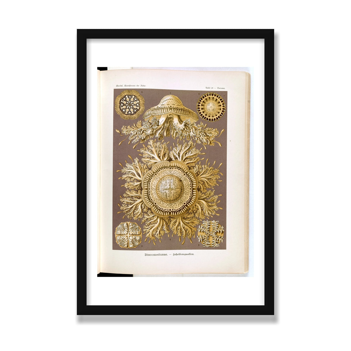 Discomedusae (Art Forms in Nature), 16 × 24 in, Black Satin frame