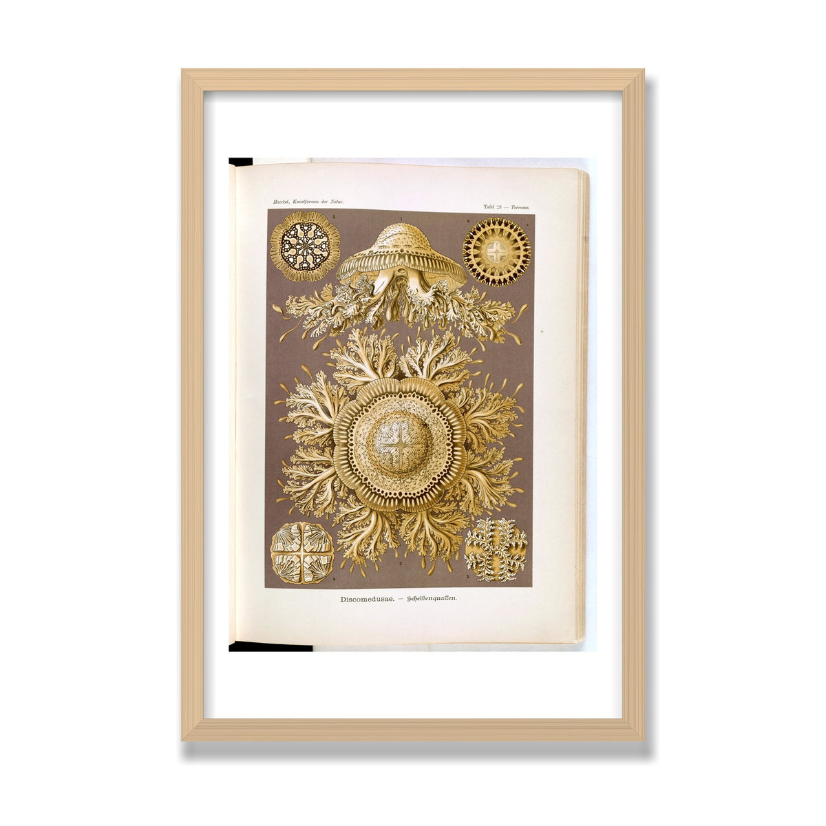 Discomedusae (Art Forms in Nature), 16 × 24 in, Natural Oak frame