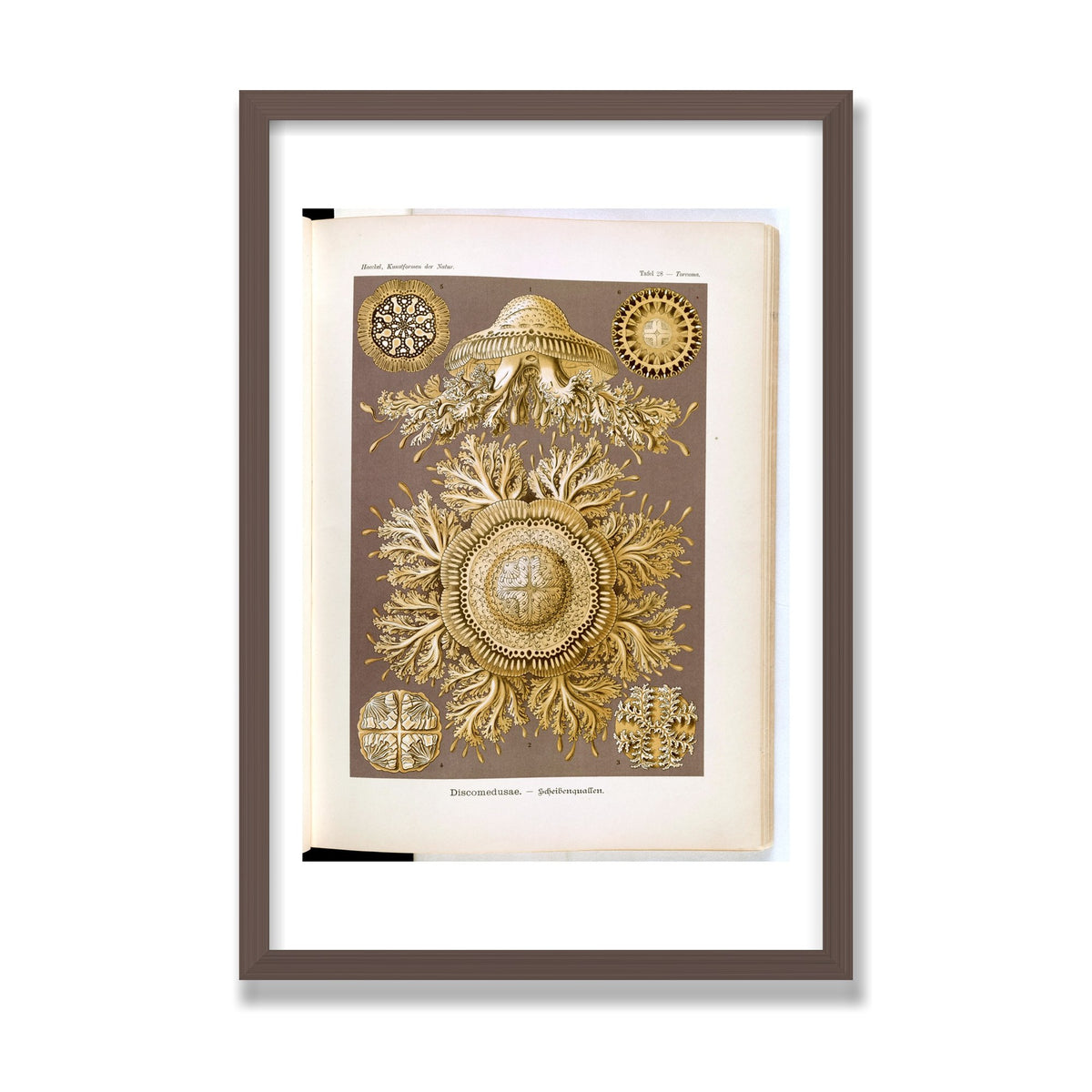 Discomedusae (Art Forms in Nature), 16 × 24 in, Walnut frame