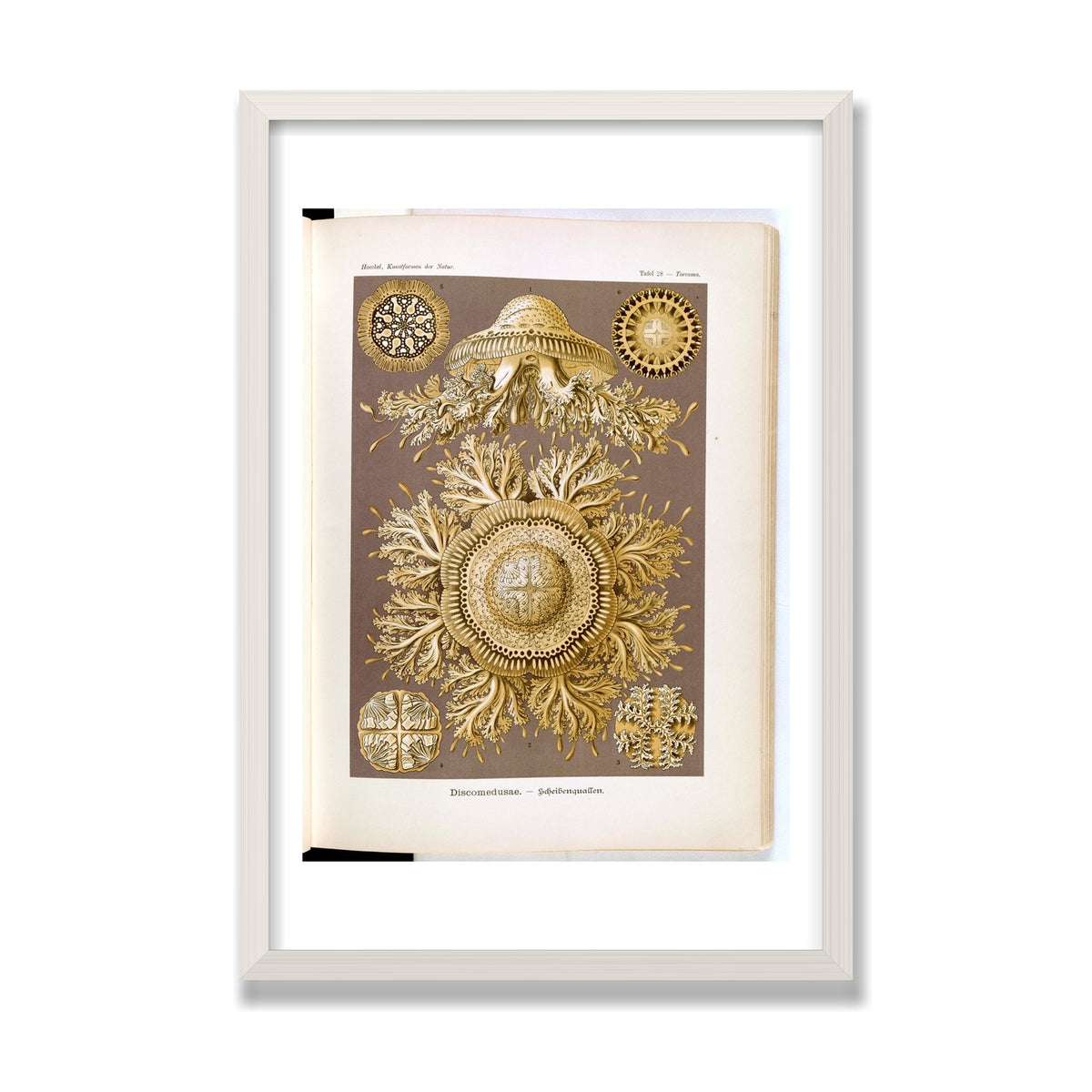 Discomedusae (Art Forms in Nature), 16 × 24 in, White Oak frame