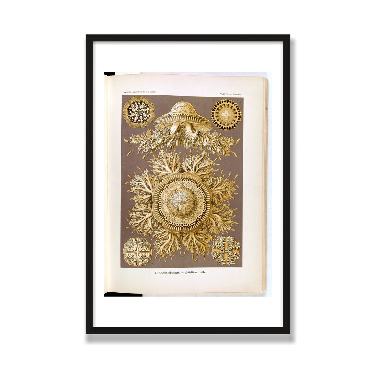 Discomedusae (Art Forms in Nature), 24 × 36 in, Black Oak frame