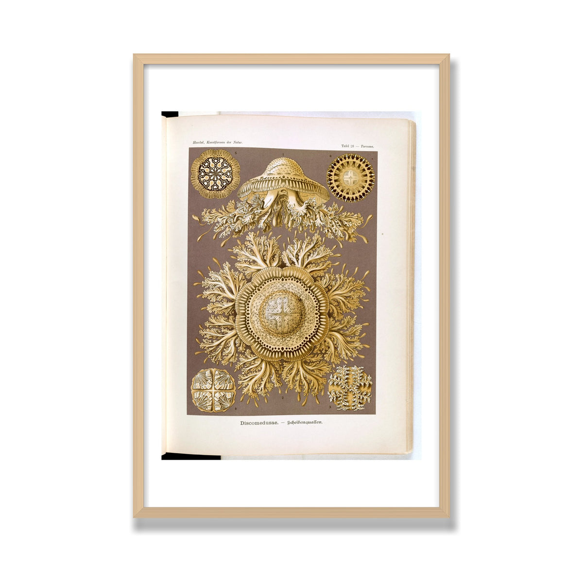Discomedusae (Art Forms in Nature), 24 × 36 in, Natural Oak frame