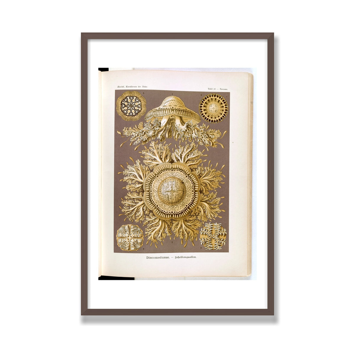 Discomedusae (Art Forms in Nature), 24 × 36 in, Walnut frame
