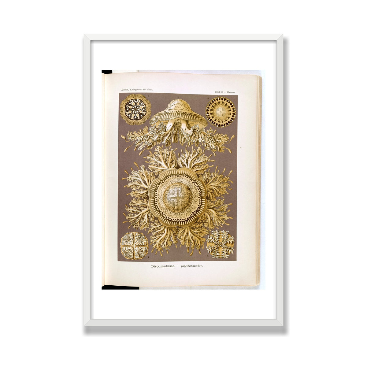 Discomedusae (Art Forms in Nature), 24 × 36 in, White Satin frame