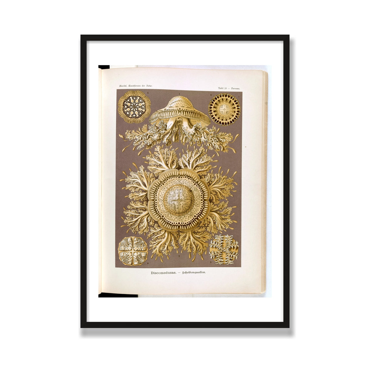 Discomedusae (Art Forms in Nature), 28 × 40 in, Black Oak frame
