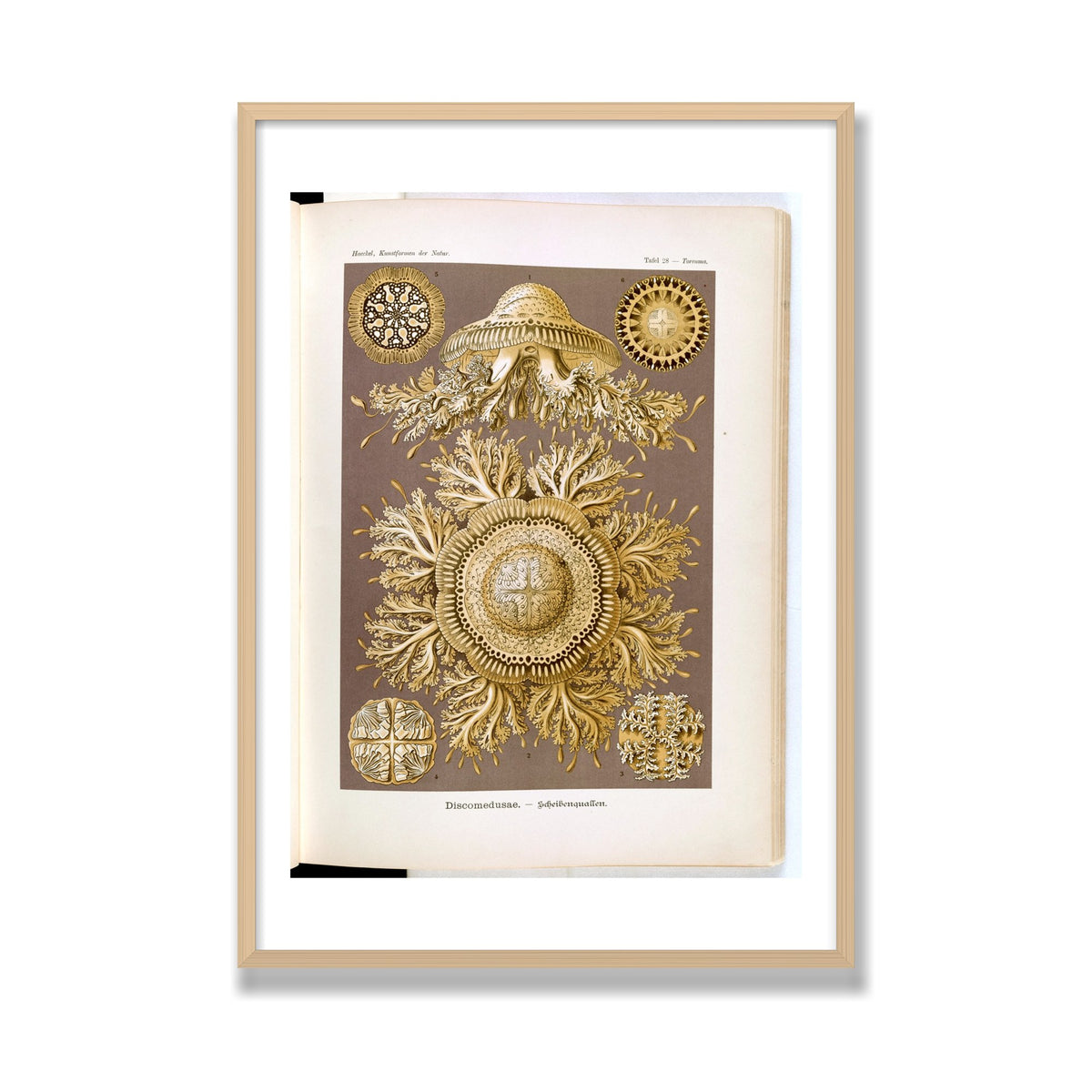 Discomedusae (Art Forms in Nature), 28 × 40 in, Natural Oak frame